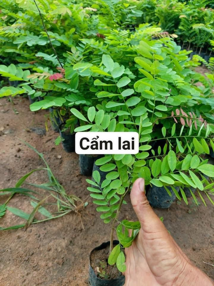 Cẩm lai