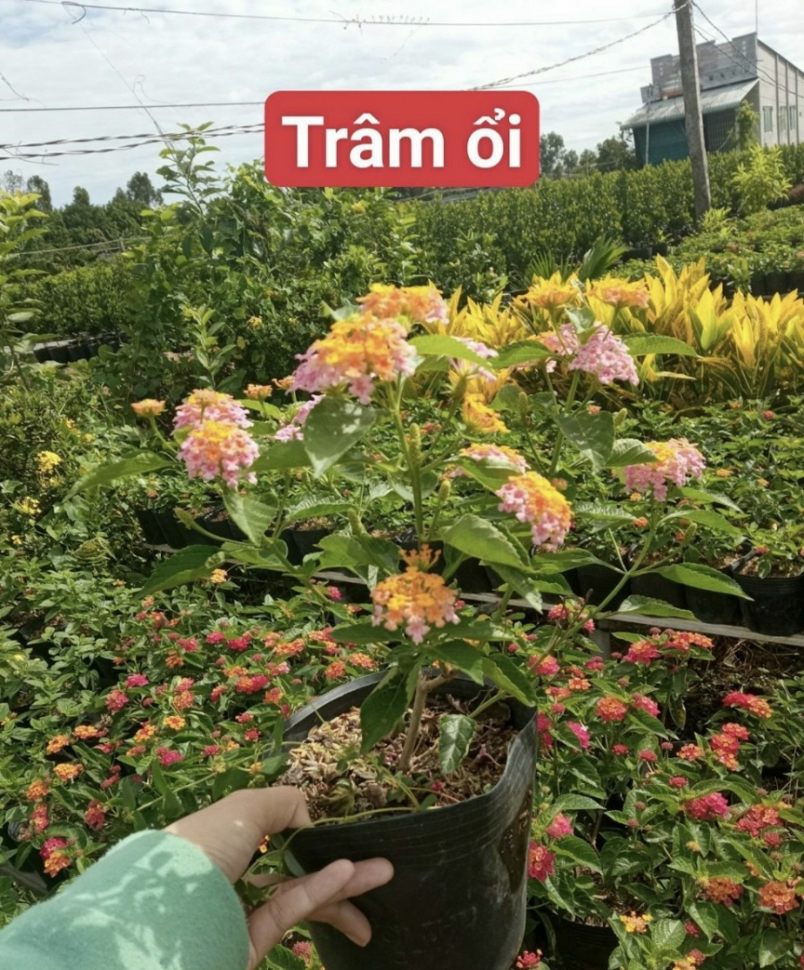 Trâm ổi