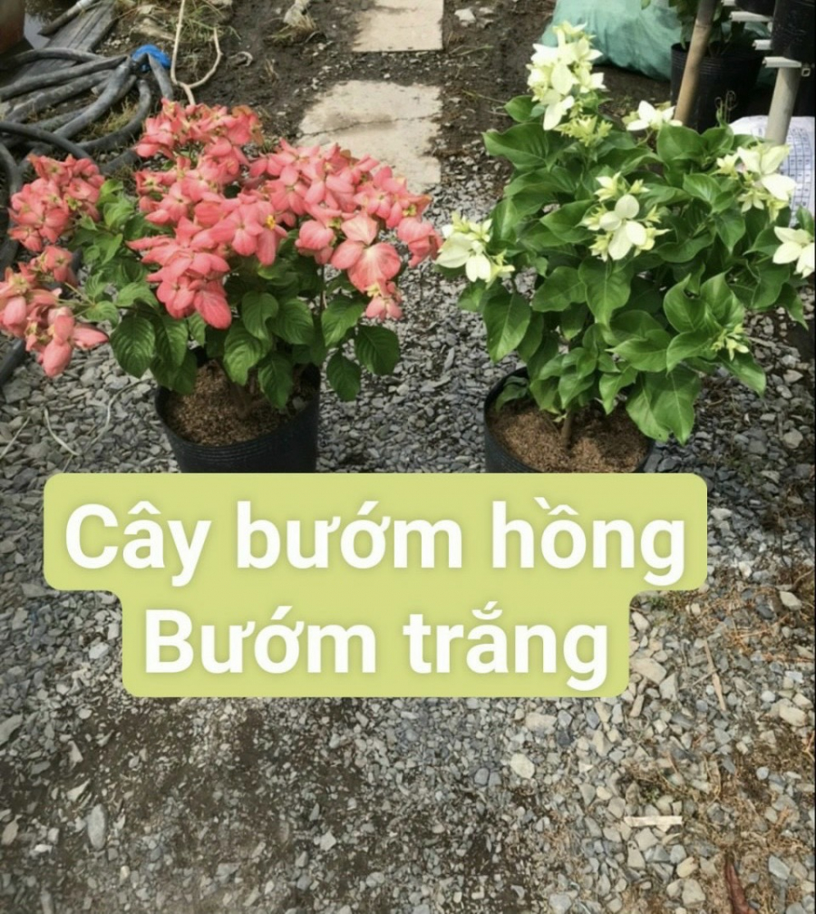 Cây bướm hồng, bướm trắng