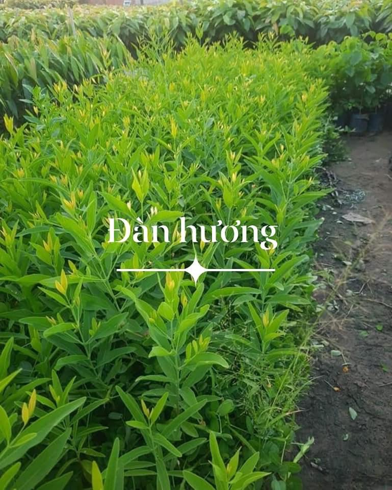 Cung cấp và thi công trồng cỏ nhung nhật, cỏ lá rừng và các loại cây công trình